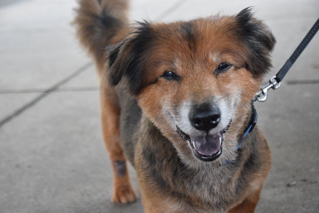 dog show 6-2019 071 (1024x683).jpg